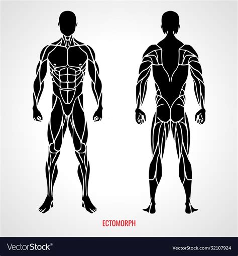 Body type ectomorph front and back view Royalty Free Vector