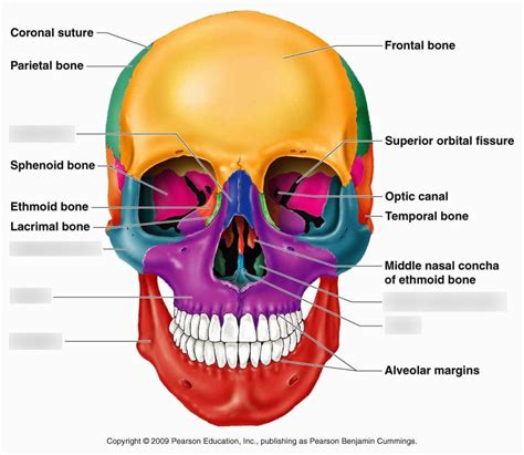 Facial Bones Labeled