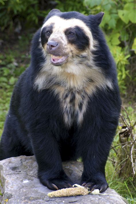 Spectacled Bear - A+