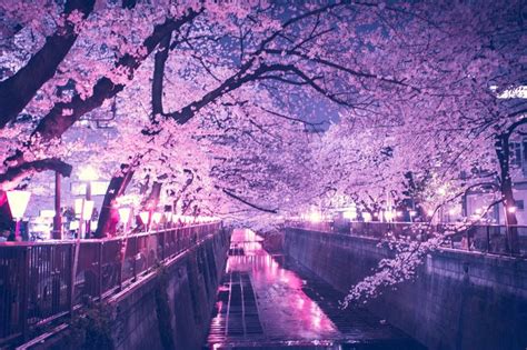 Sakura Night Cherry Blossom Wallpaper Cherry blossom iphone hd wallpaper