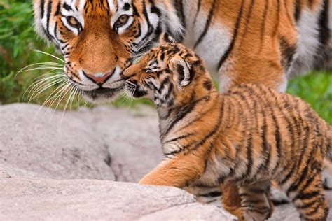 Adorable Siberian Tiger Cubs