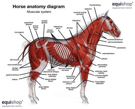 Horse Anatomy Skeleton