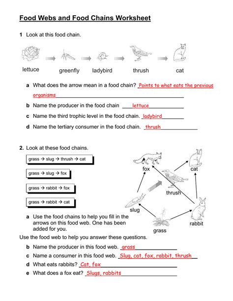 Food Webs And Food Chains Worksheets