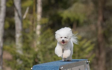 30 Best Agility Dogs That Are Easiest to Train for Agility Competitions