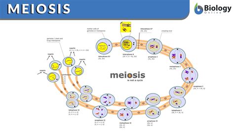 Meiosis - Function, Phases and Examples - Biology Online Dictionary