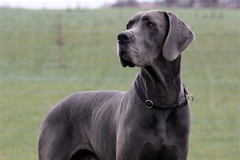 8 Popular Large Dog Breeds – Puppy Buddy