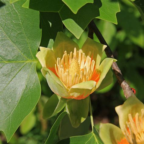 Tulip Poplar Tree Facts, Uses, and Planting Tips - Owlcation