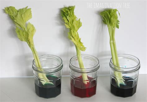 Dyed Celery Experiment: Transpiration Demonstration - The Imagination Tree | Imagination tree ...