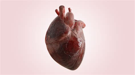 Human Heart Realistic Anatomy 3D - TurboSquid 2053205