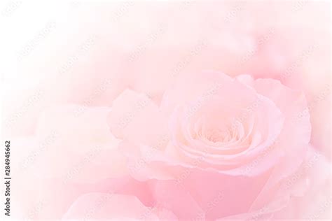 Pink Roses Flowers Bouquet on light pink background. soft filter. Stock Photo | Adobe Stock