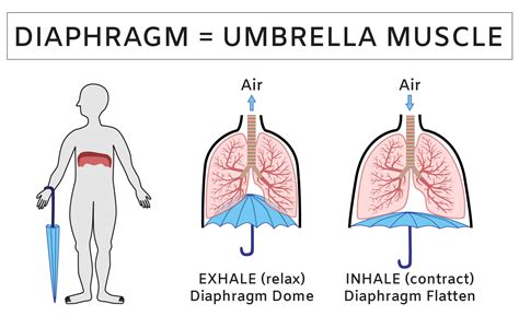 How does the Diaphragm Work? Diaphragm Structure and Function