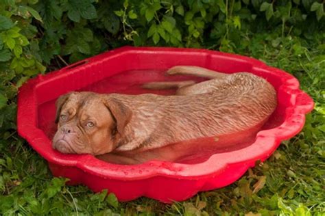 DIY Dog Pool - How to Build A Dog Pool