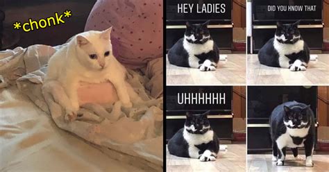 Wholesome Fat Cat Memes of Your Favorite Count Chonkulous - I Can Has Cheezburger?