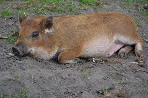 My Pig Is Down And Won’t Get Up - Top Reasons Why - All About Pets