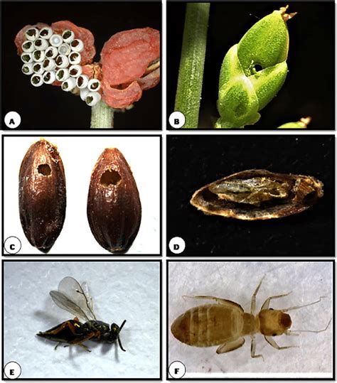 Insect egg laying behavior (A) Cocoon on fruit; Boring (B) Young cone... | Download Scientific ...