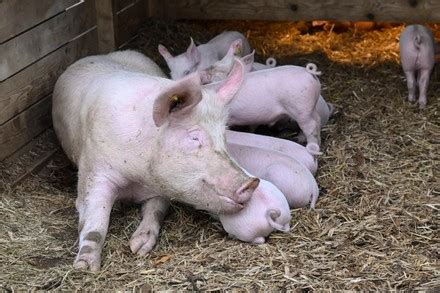 2,000 Pig farming Stock Pictures, Editorial Images and Stock Photos | Shutterstock