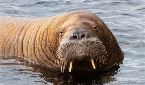 Local fury after Freya the walrus put down in Norway | Shetland News