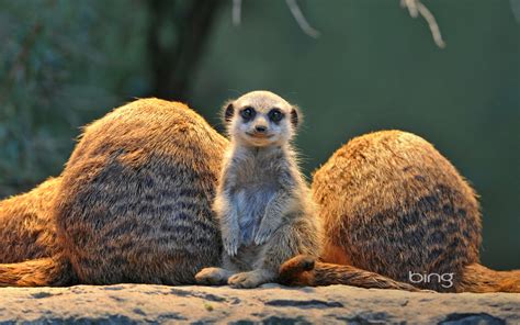 Meerkat Wallpapers, Pictures, Images