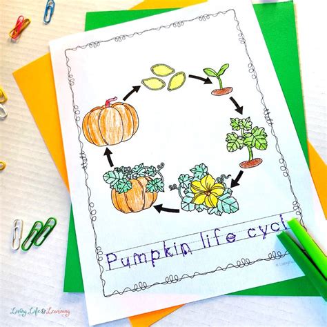 Pumpkin Life Cycle Coloring Pages