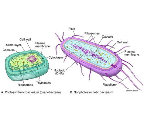 Prokaryote - Generalized Structure | Carlson Stock Art