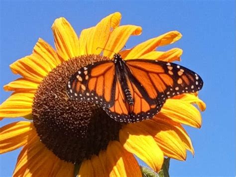 Monarch Butterfly On Sunflower: Photo Of The Day | Alameda, CA Patch