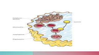 PROTEOLYSIS .pptx