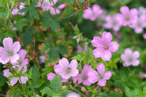 6 Varieties of Hardy (Cranesbill) Geraniums to Grow