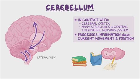 Anatomy of the cerebellum: Video, Anatomy & Definition | Osmosis