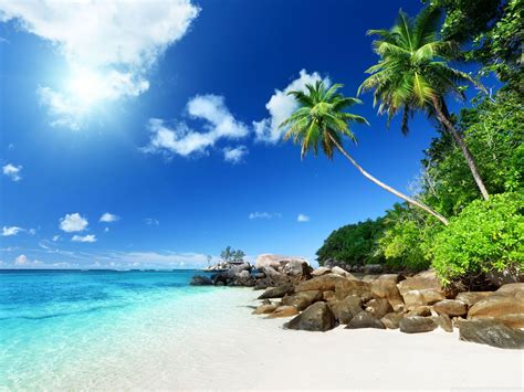 🔥 Coconut Tree Beach Background Free Wallpaper | CBEditz