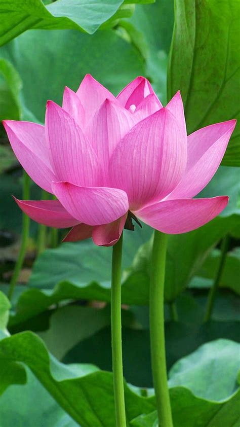 OnePlus 5 Wallpaper with Lotus Flower Background - Allpicts | Lotus flower images, Lotus flower ...