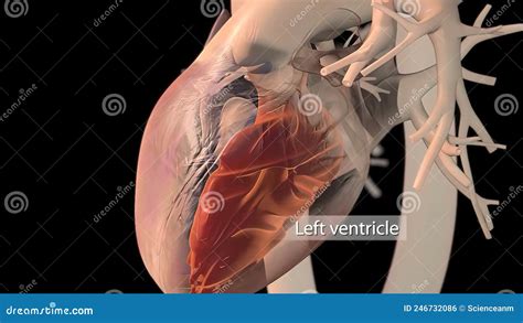 Human Heart, Realistic Anatomy Stock Illustration - Illustration of pacemaker, patient: 246732086