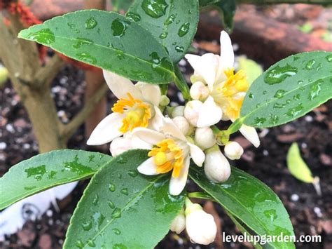 Everything you need to know about Key Lime Tree (Citrus aurantifolia)