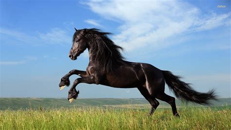 Black Horse Wallpapers - Wallpaper Cave