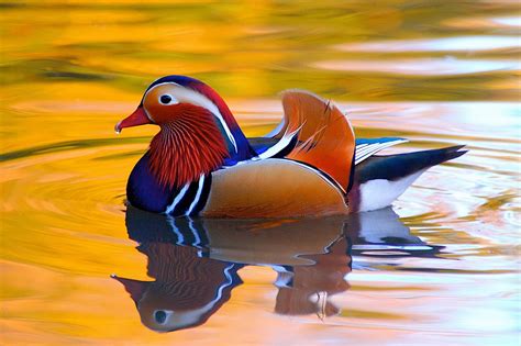 Download Colorful Duck Bird Animal Mandarin Duck HD Wallpaper