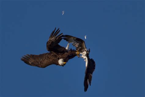 Nature & Travel Photo of the Day, Aerial Combat, Bald Eagle and Osprey Battle for a Fish - 1/26 ...