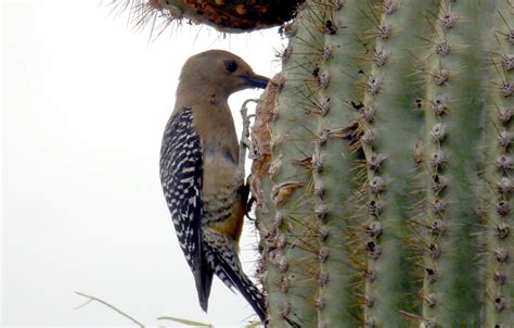 Bird On Saguaro Cactus Free Stock Photo - Public Domain Pictures