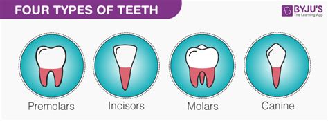 Human Teeth Diagram