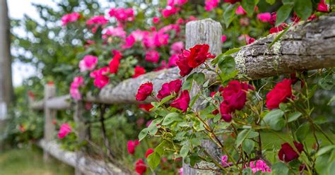 How to Grow and Maintain Beautiful Climbing Roses