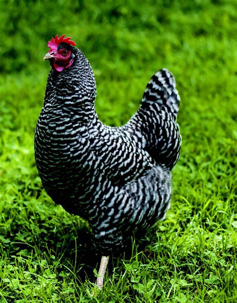 Chicken Breeds for Kids - Raising Chickens