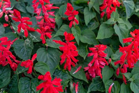 Red Salvia: Plant Care & Growing Guide