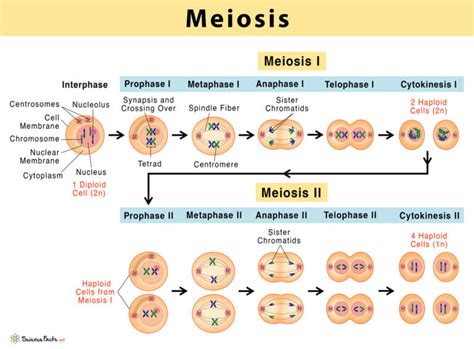 Meiosis: Definition, Stages, & Purpose with Diagram