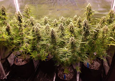 How To Grow Autoflower Cannabis Strains • VAPE HK