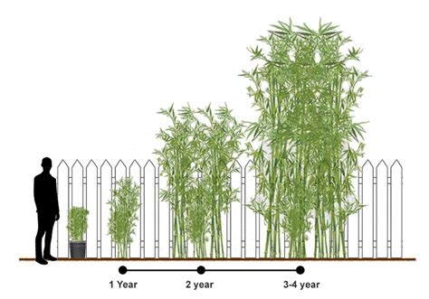 Bamboo Growth Rate in Florida: How Fast Does Bamboo Grow? - PlantHD