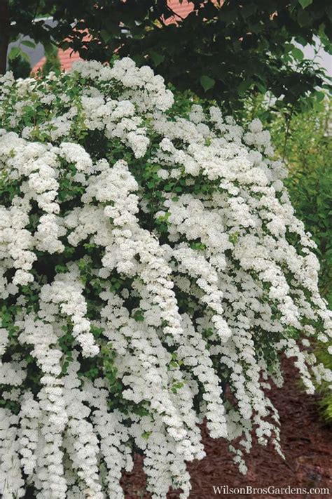 Bridalwreath Spirea | ubicaciondepersonas.cdmx.gob.mx