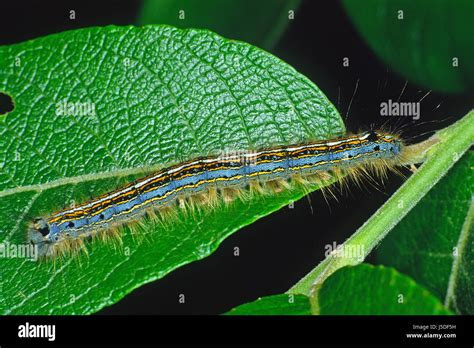 blue butterfly butterflies caterpillar hand malacosoma neustria ringelspinner Stock Photo - Alamy