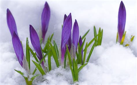 Flowers in Snow Wallpapers - Top Free Flowers in Snow Backgrounds - WallpaperAccess