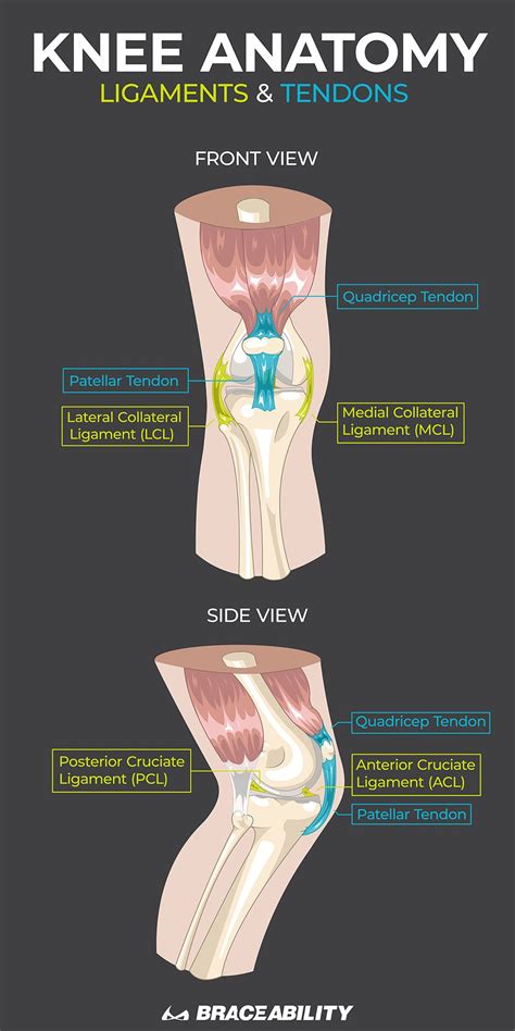 Anatomy Muscle Knee Joint