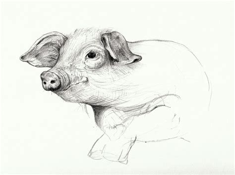 Pig Sketch