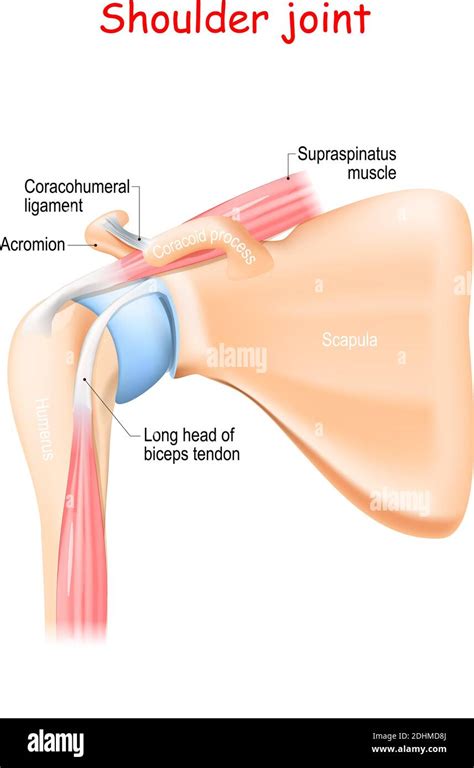 shoulder joint anatomy. Bones (Scapula, Humerus, Coracoid process, Acromion , Muscle (Biceps ...