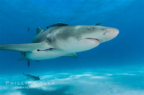 Lemon Shark Photo, Northern Bahamas – Natural History Photography Blog